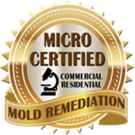 Basement Mold Removal Services Testing Remediation Inspection Morris County NJ Sussex Passaic Essex Companies