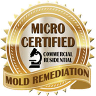 Basement Black Mold Removal Services Companies Testing Remediation Inspection Mercer Morris Union County NJ Bathroom