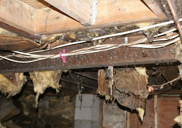 Mold Removal Companies Testing Remediation Inspection Near Me Allamuchy Rockaway Deal Bayonne Towaco NJ Attic