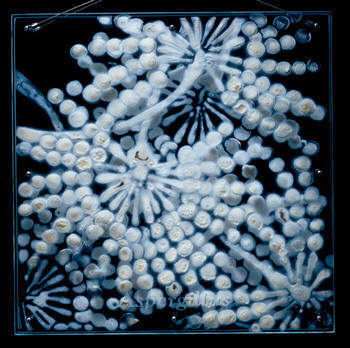 Black Basement Mold Removal Remediation Testing Inspection Monmouth County NJ Middlesex County Ocean Services Companies